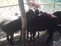 Kambing jantan, Sheep — foto 5