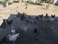 Chickens — foto 2