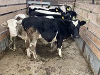 Lembu jantan, Russian Black pied cattle — foto 3