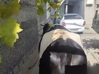Cow, Russian Black pied cattle — photo 2