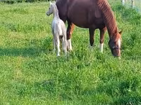 母马, Dutch warmblood horse — 照片 5