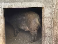 Vind porc mangaliță — photo 4