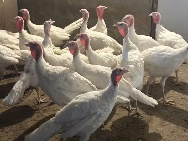 Turkeys