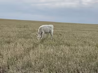 گاو نر, Swiss cattle — عکس 5