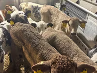 Ταύρος, Simmental cattle — φωτογραφία 4