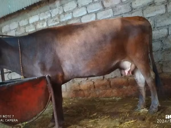 Cow, Cattle — Turkmenistan