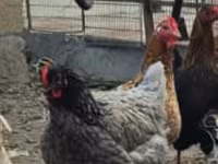 Australorp — fotografija 2