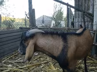 숫염소, Nubian Goat — 사진 2