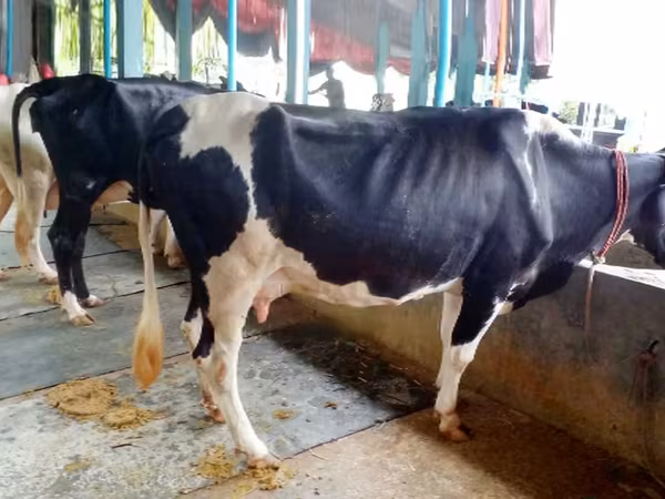 Lembu betina, Holstein breed — Bangladesh