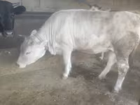 Býk, Swiss cattle — foto 2