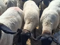 母羊, White Suffolk sheep — 照片 1