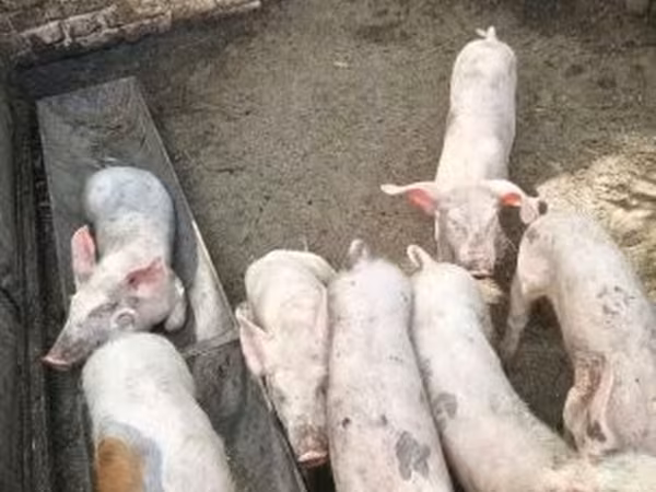 Pigs (batch, sex not specified), Pigs — Hungary