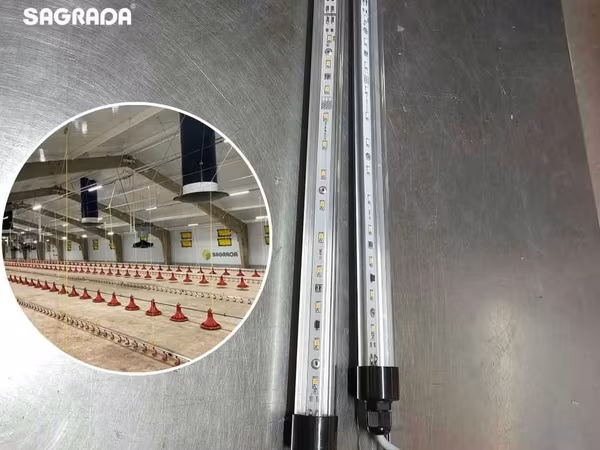 Parrandachilik uylari uchun LED yoritish