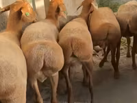 Ovce, Arashan sheep — foto 4