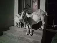 Kambing betina, Goats — foto 2