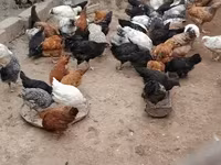 Chickens — 6 зураг