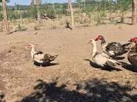 Ducks — photo 6