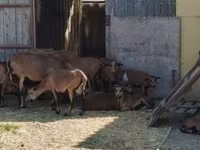كبش, Cameroon sheep — الصورة 1