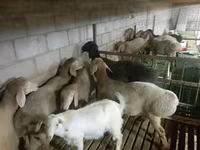 Montone, Arashan sheep — foto 4