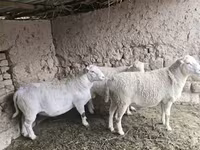ვერძი, Dorper sheep — ფოტო 2