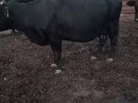 วัวตัวเมีย, Latvian Blue cattle — รูปภาพ 5
