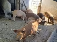 Schweine (Partie, Geschlecht nicht angegeben), Мангалица — Foto 2