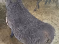 Kambing jantan, Hissar sheep — foto 4