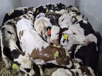 گاو نر, Simmental cattle — عکس 1