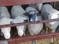 Beran, Merino sheep — foto 3