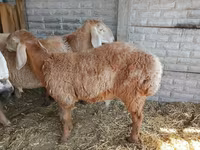 Beran, Arashan sheep — foto 3