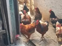Chickens — 照片 4