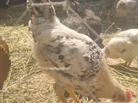 Chickens — تصویر 1