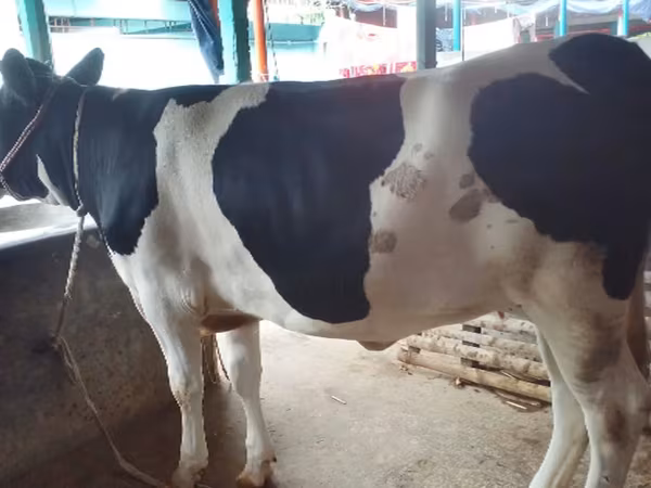 Sigir, Bifalo — Bangladesh