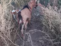 Buk, Alpine goat — foto 2