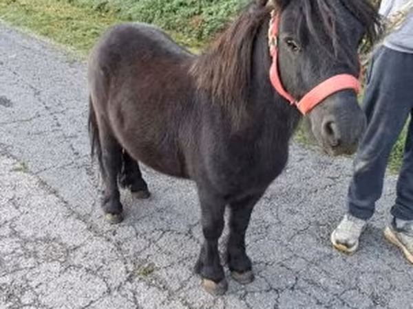 Hengst, Pferde