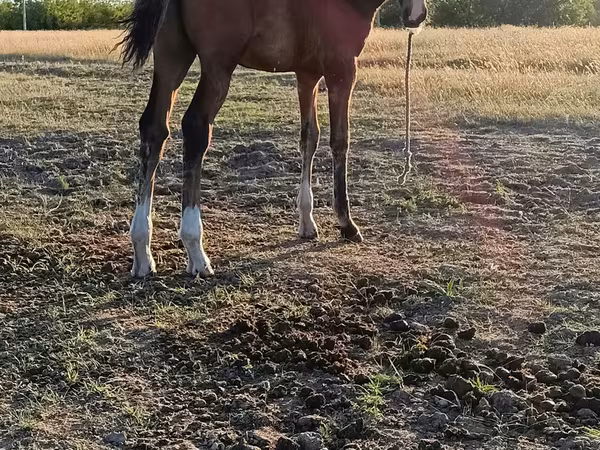 Kuda betina, Horses — Moldova