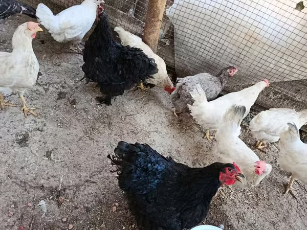 Chickens — Uzbekistan