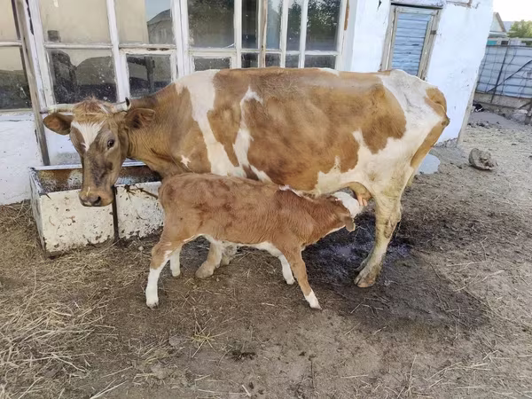 Krava, Latvian Blue cattle
