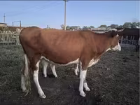 گاو ماده, Simmental cattle — عکس 1