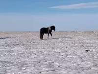 Ձի, Ձիեր — լուսանկար 2