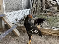 Chickens — foto 2