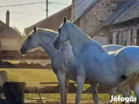 ม้าตัวเมีย, Lipizzaner — รูปภาพ 1
