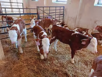 Bik, Simmental cattle — fotografija 3