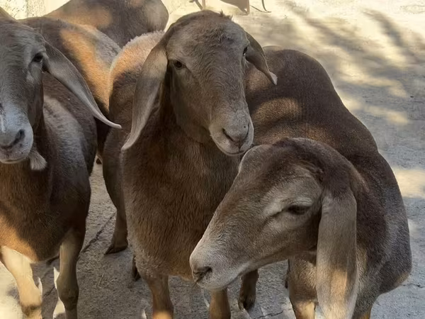 Owca, Arashan sheep