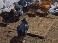 Chickens — Foto 6