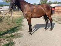 Бие, Hungarian horse breed — 4-сурет