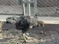 Chickens — عکس 4