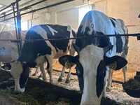 Ko, Holstein-race — foto 1