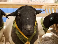 ஆண் ஆடு, Hissar sheep — புகைப்படம் 6