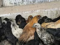 Chickens — foto 1